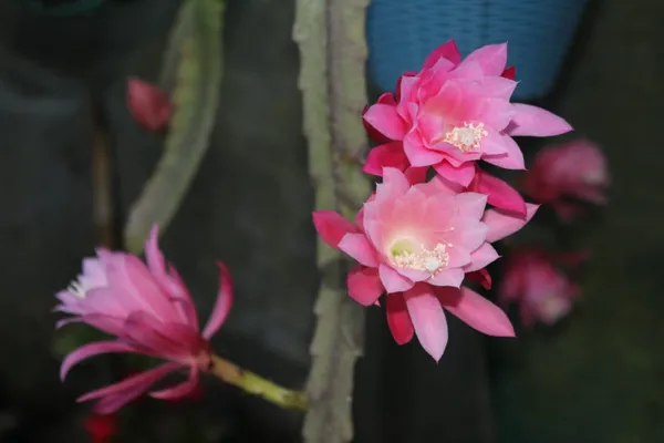 Brahma_Kamal_-German_empress